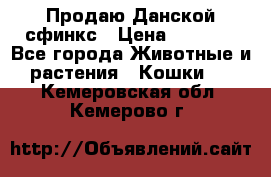  Продаю Данской сфинкс › Цена ­ 2 000 - Все города Животные и растения » Кошки   . Кемеровская обл.,Кемерово г.